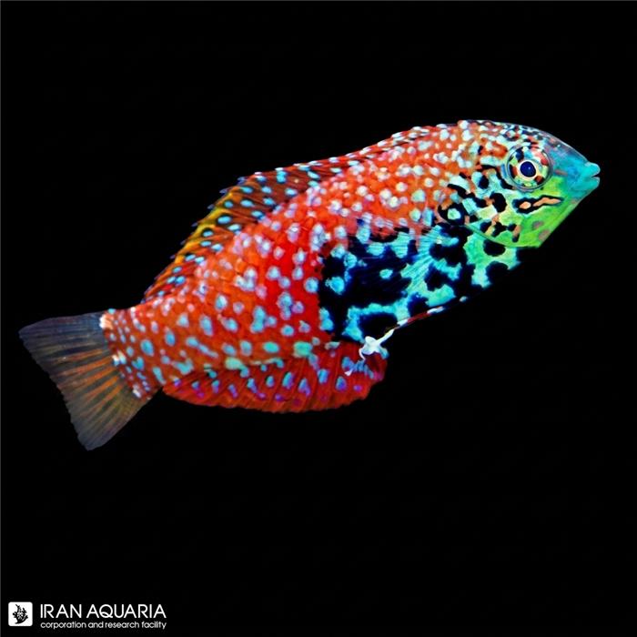 راس لئوپارد بلو استار ماده (Vermiculite Wrasse)