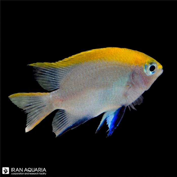 دامسل ملاس (Bluefin Damselfish)