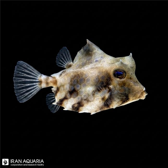 گاو ماهی هلمت (Helmet Cowfish)