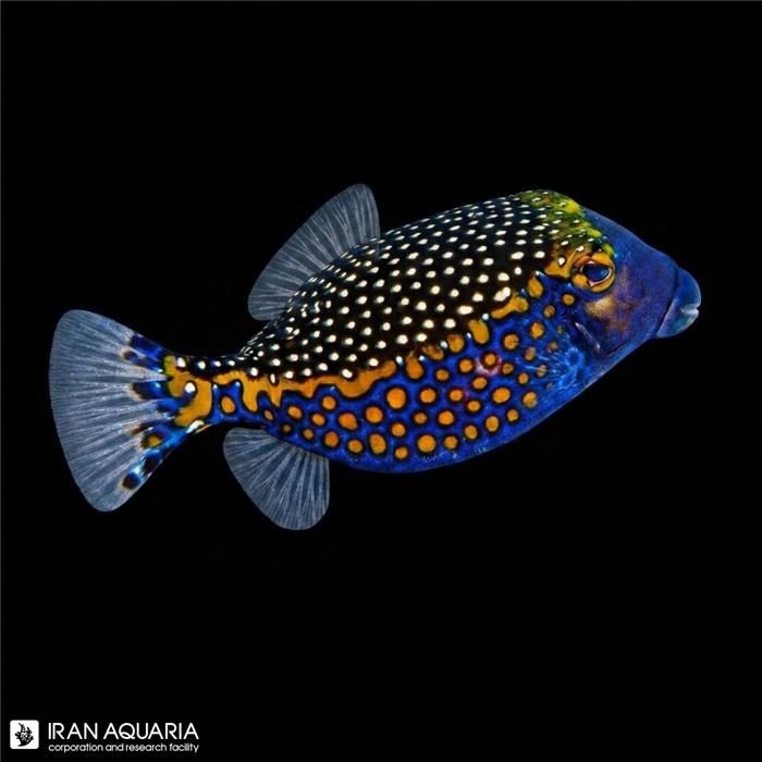 جعبه ماهی ملگریس  (Black Boxfish)