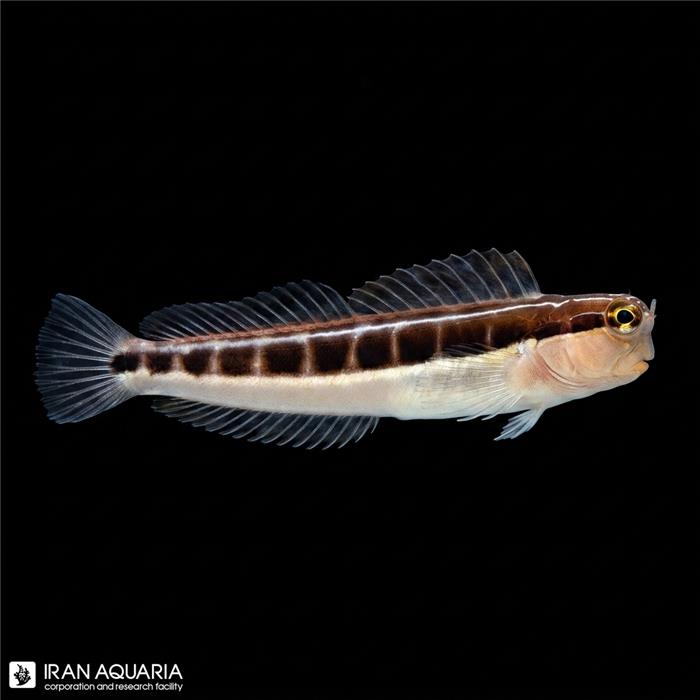 لاینیر بلنی (Linear Blenny)