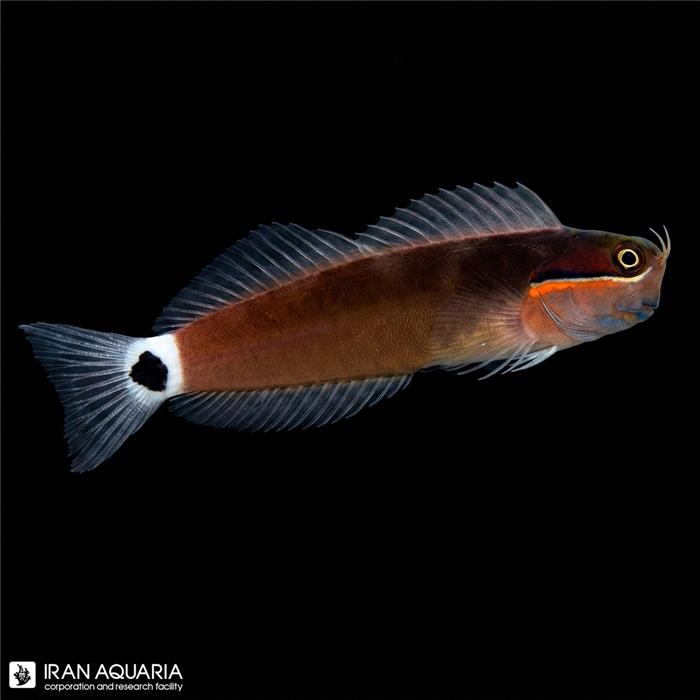 بلنی دم خال دار (Tail Spotted Blenny)