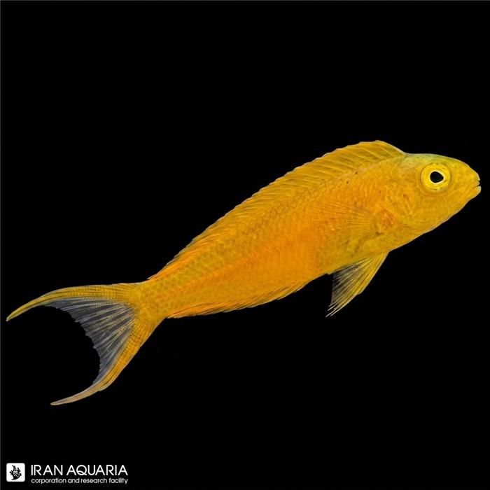 بلنی قناری (Canary Blenny)