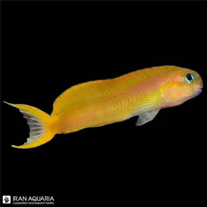 بلنی میداس (Midas Blenny)