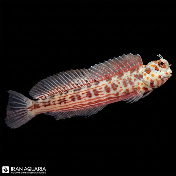 بلنی خال نارنجی (Orange Spotted Blenny)