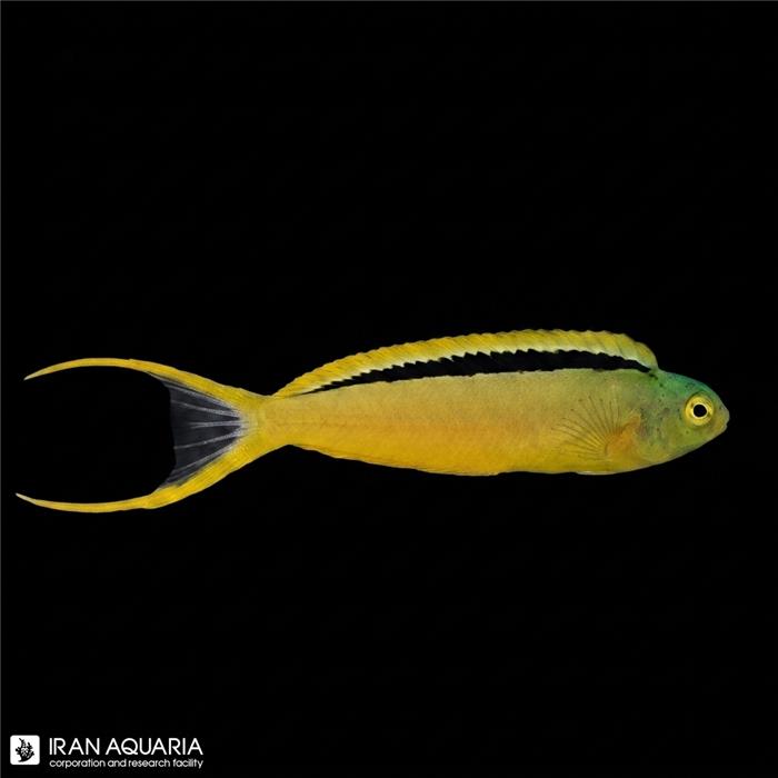 بلنی قناری سبز (Green Canary Belleny)