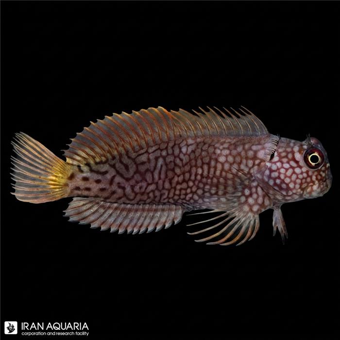 بلنی امبر (Ember Blenny)