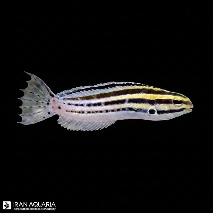 بلنی گرامیستس راه راه (Strieped Blenny)