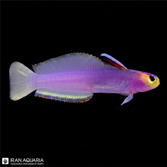 فایر فیش هلفریچی (Helfrichi Firefish)