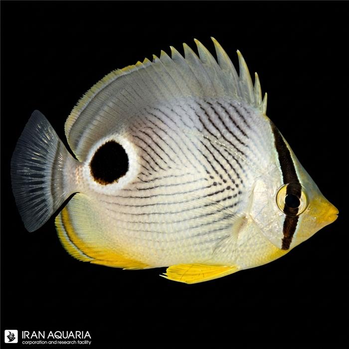 پروانه ماهی چهار چشم (Four Eyed Butterflyfish)