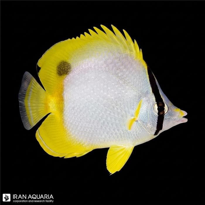 پروانه ماهی خال مشکی (Spotfin Butterflyfish)