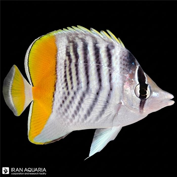 پروانه ماهی مارتنسی (Martensii Butterflyfish)