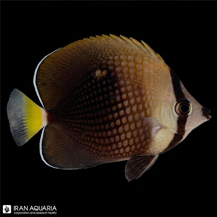 پروانه ماهی تاهیتیان (Tahitian Butterflyfish)