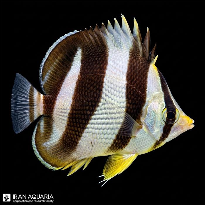 پروانه ماهی خط‌دار (Banded Butterflyfish)