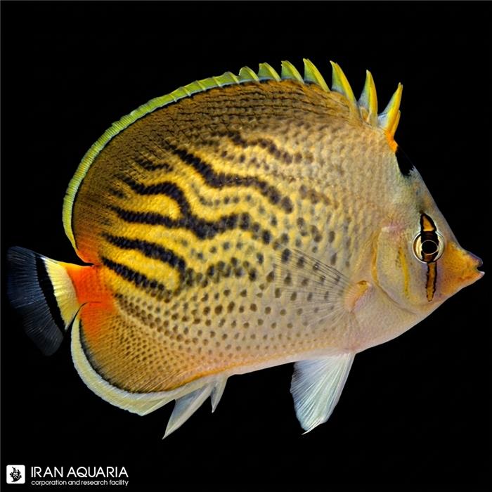 پروانه ماهی سانست (Sunset Butterflyfish)