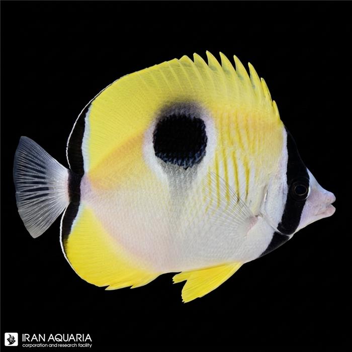 پروانه ماهی تیر دراپ (Tear Drop Butterflyfish)