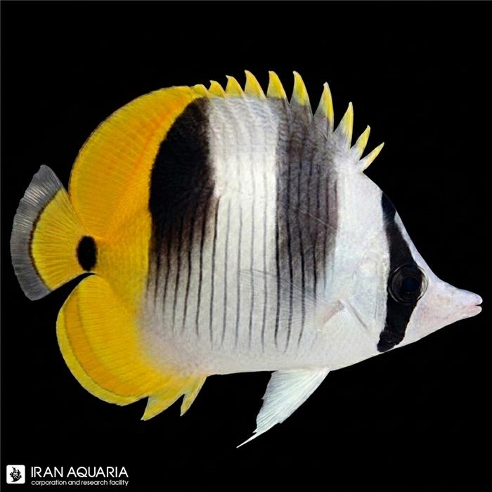 پروانه ماهی دو زین (Double Saddle Butterflyfish)