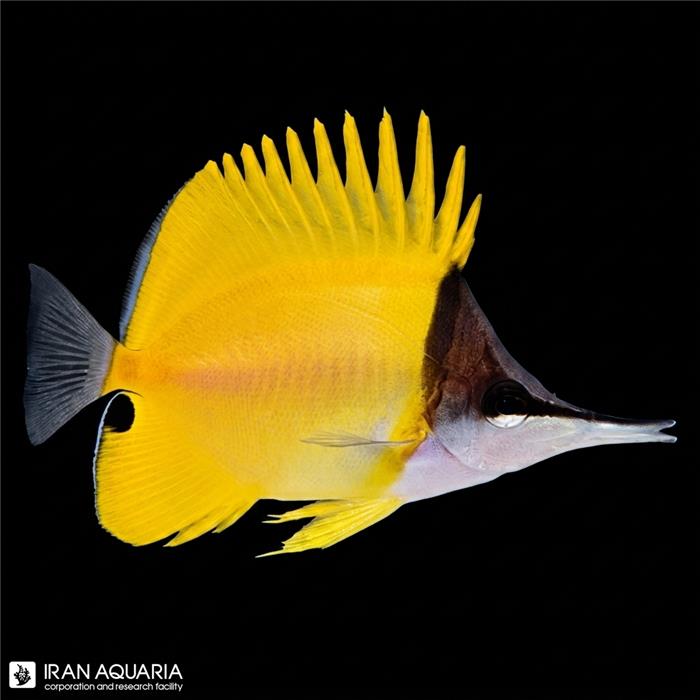 پروانه ماهی لانگ نوز (Long Nose Butteflyfish)