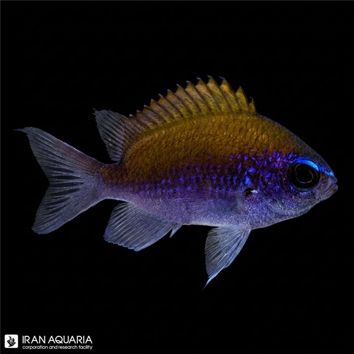 کرومیس سان‌شاین (Sunshine Chromis) 