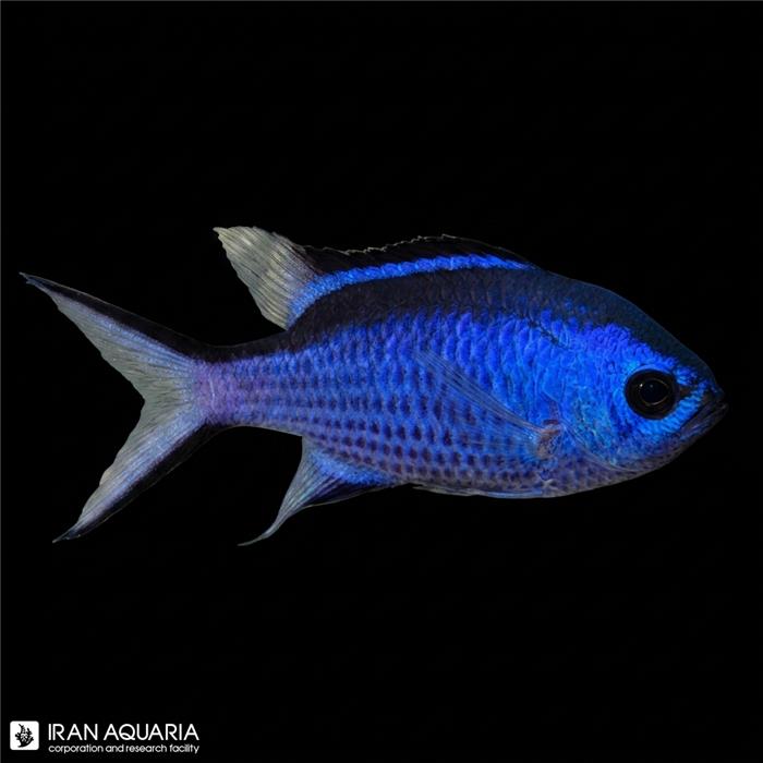 کرومیس آبی (Blue Reef Chromis) 
