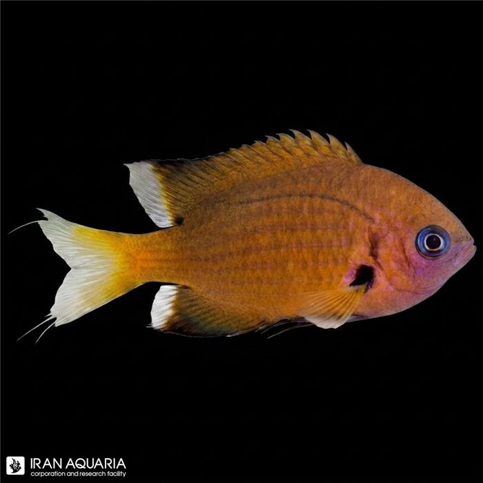 کرومیس آجایل (Agile Chromis) 