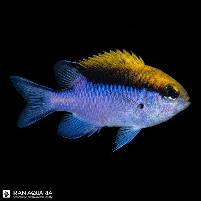 کرومیس بریر ریف (Barrier Reef Chromis) 