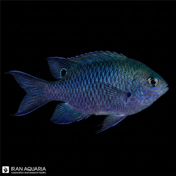 کرومیس وبرس (Webers Chromis)