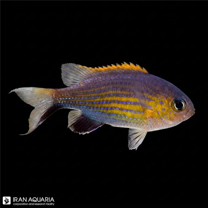 کرومیس خط دار واندربلت (Lined Vanderbuilt Chromis)