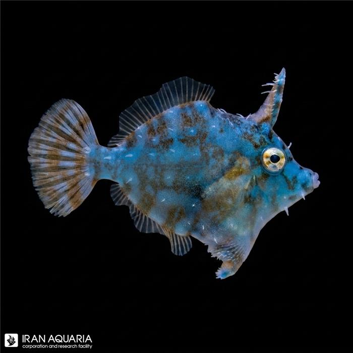 فایل‌فیش رادیال (Radial Filefish) 