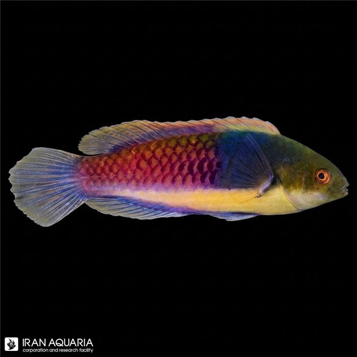 راس فرشته‌ی بلو هد (Bluehead Fairy Wrasse)