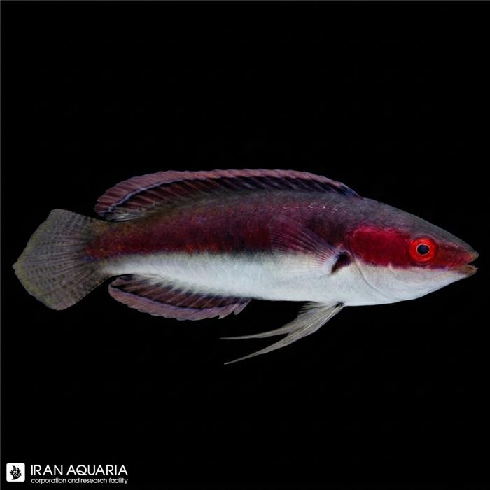 راس فرشته‌ی کاترین (Katherine's Fairy Wrasse)