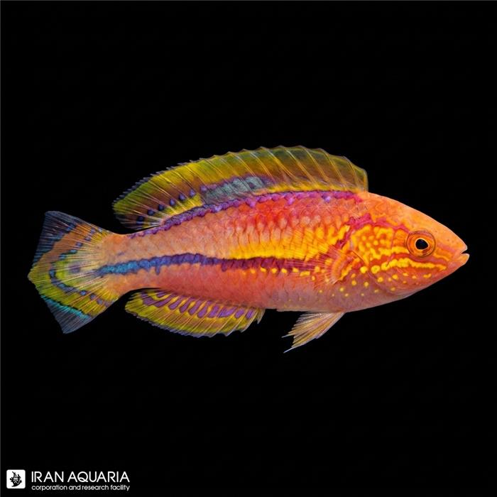 راس فرشته‌ی پینتیل (Splendid Pintail Fairy Wrasse)