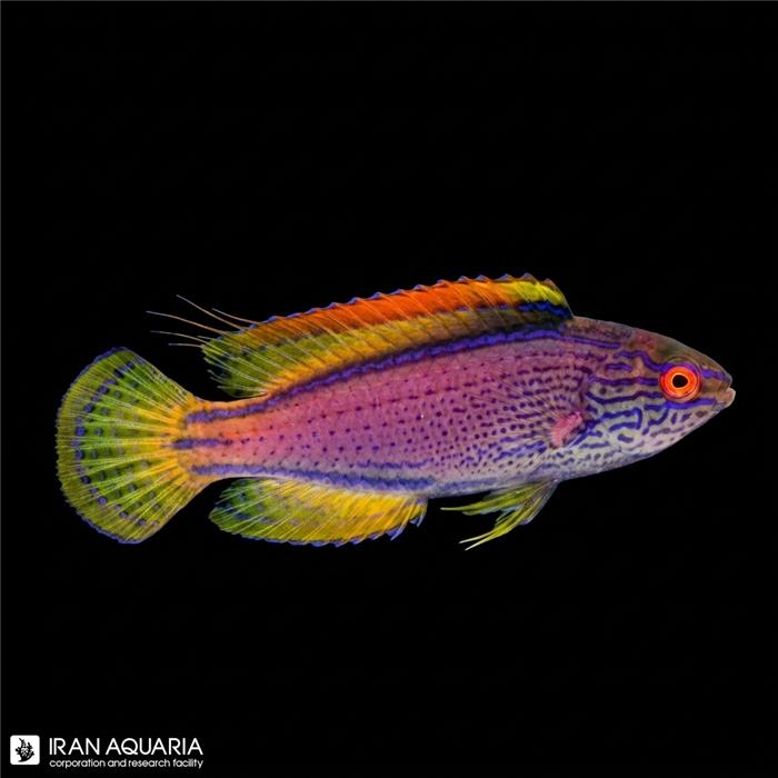 راس فرشته‌ی لیناتوس (Lineatus Fairy Wrasse)