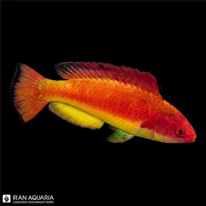 راس فرشته‌ی هودد (Hooded Fairy Wrasse)