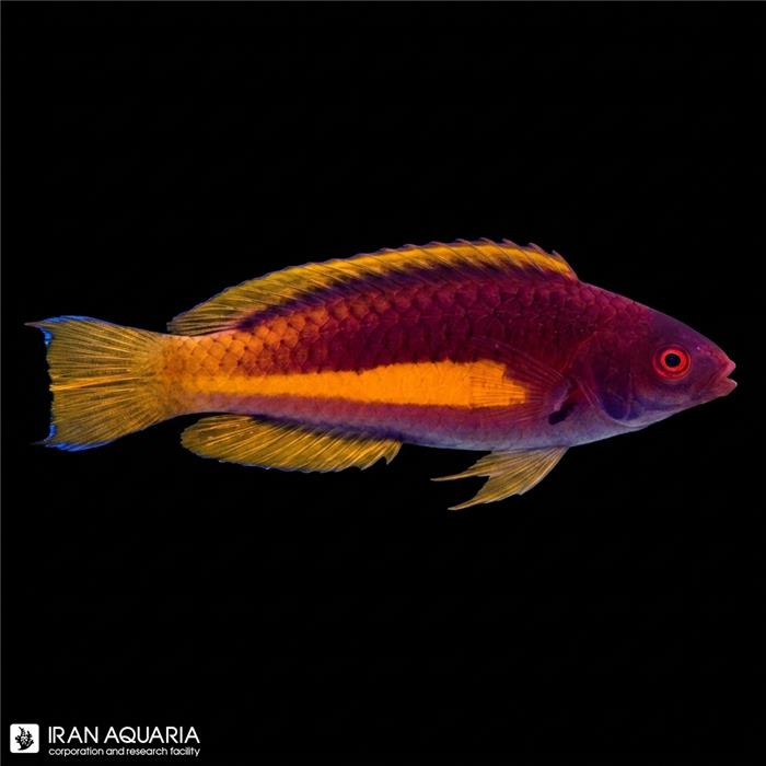 راس خط زرد (Yellowband Wrasse)