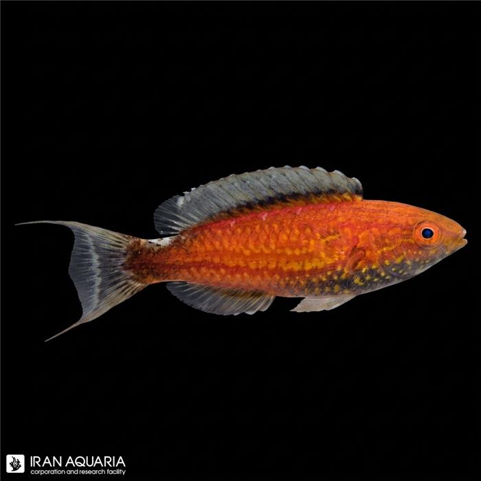 راس فرشته‌ی لونات (Lunate Fairy Wrasse)