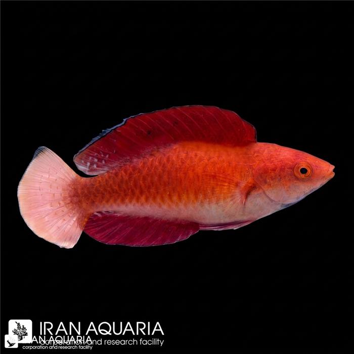 راس ردفین (Redfin Wrasse)
