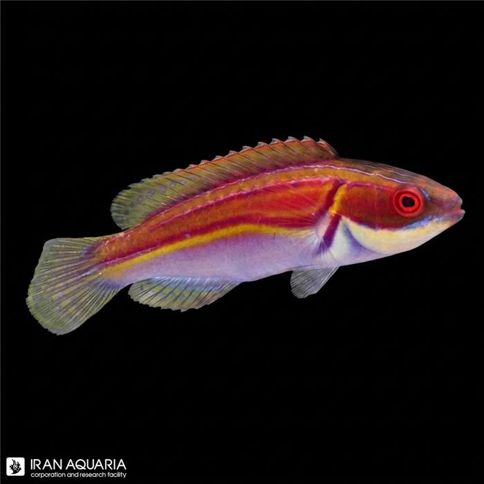 راس فرشته ی لابوت (Labout's Fairy Wrasse)