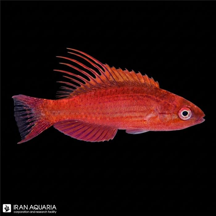 راس فلشر آبی (Blue Flasher Wrasse)