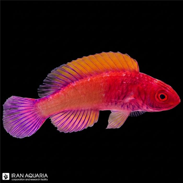 راس فرشته‌ی رد ولوت (Red Velvet Fairy Wrasse)