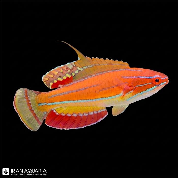 راس فلشر مک کاسکر (McCosker's Flasher Wrasse)