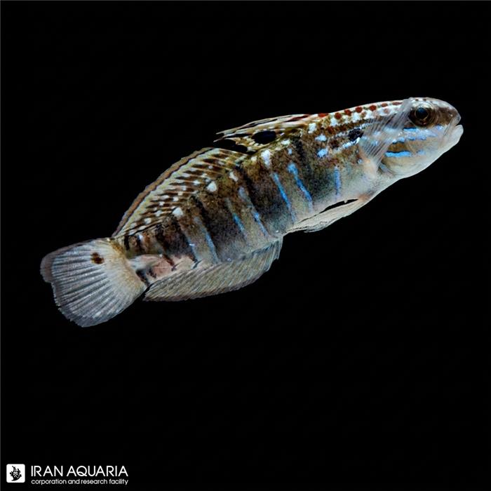 گابی اسلیپر بند (Sleeper Banded Goby)