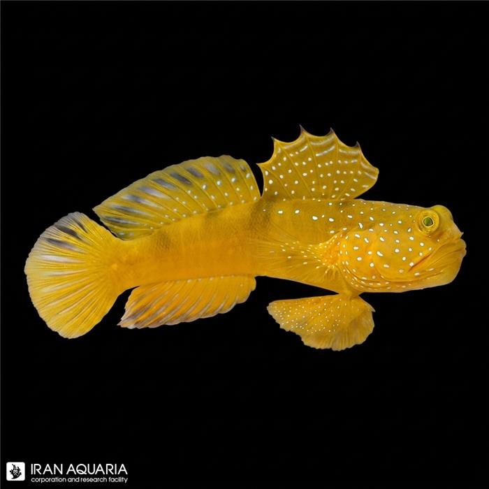 گابی واچمن زرد (Yellow Prawn Gobby)