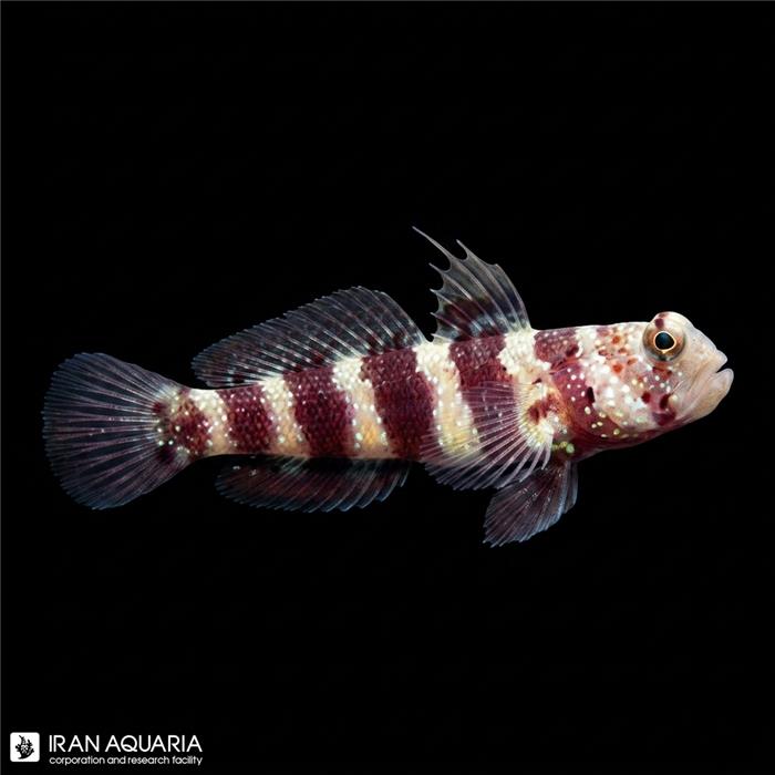 گابی میگوی ویلر (Wheeler's Shrimp Goby)