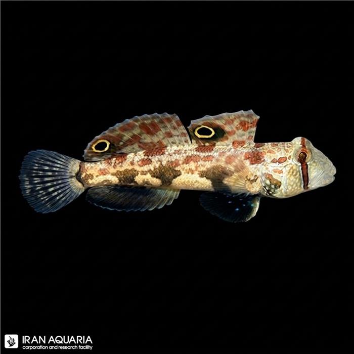 گابی دوخال (Two Spotted Goby)