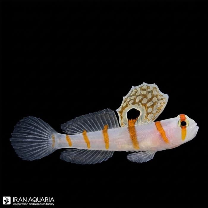 گابی خط نارنجی (Orange Stripe Prawn Goby)