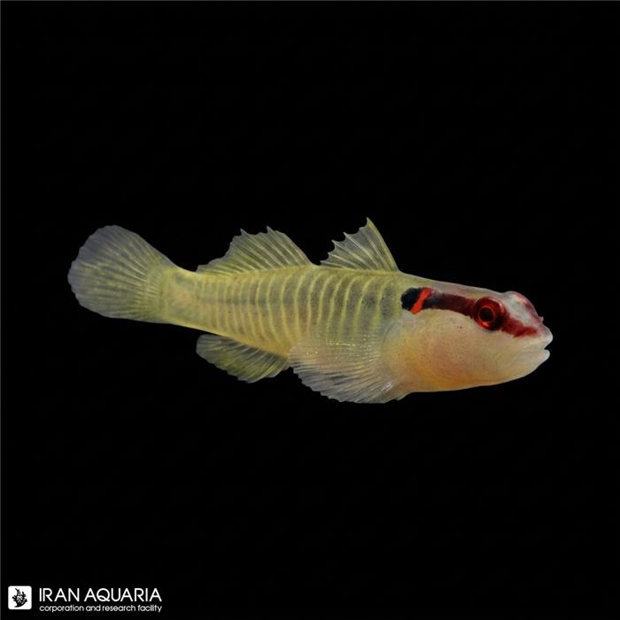 گابی گرین بند (Green Banded Goby)