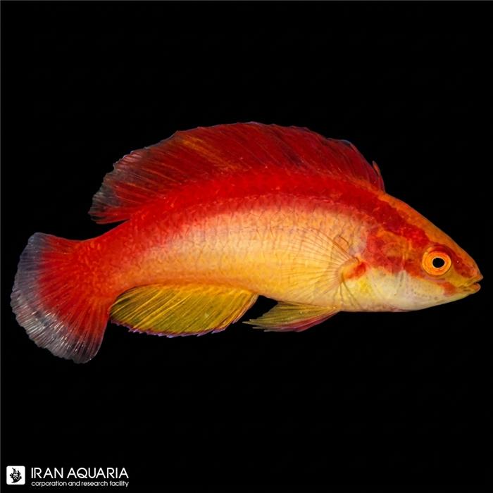 راس فرشته‌ی فلیم (Flame Fairy Wrasse)