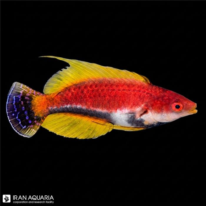 راس فرشته‌ی فیلامنتوس (Whip Fin Fairy Wrasse)