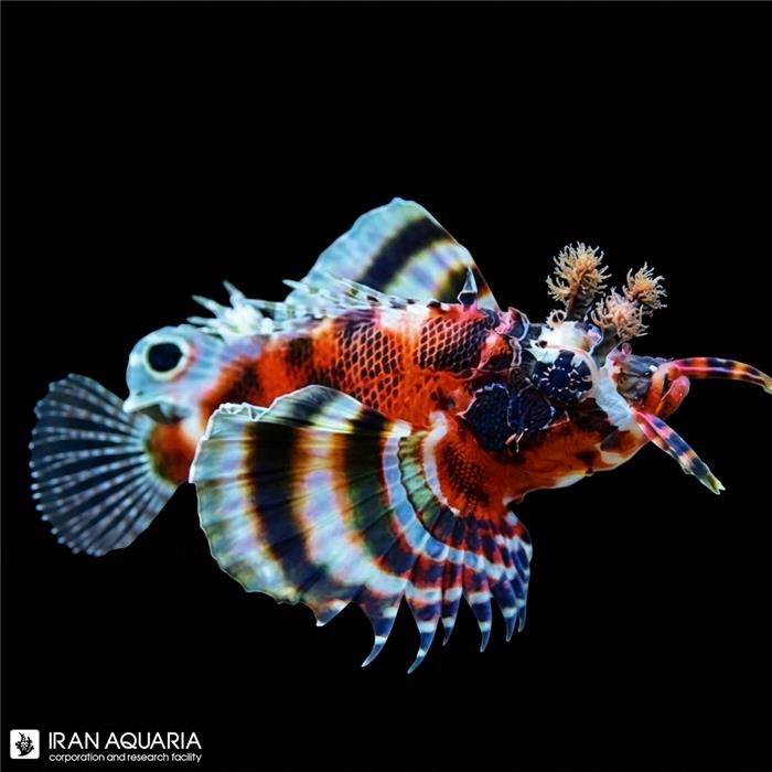 خروس ماهی فومانچو (Fu Manchu Lionfish)